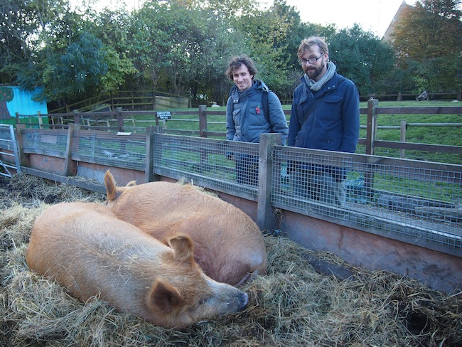 Grunting pigs at Hackney City Farm, East London: Well worth the (free) visit!