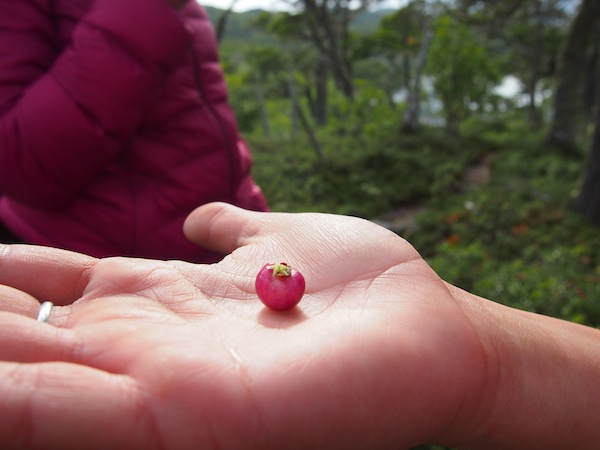 Beeren, die wie Miniatur-Äpfel aussehen, gehörten zu den Grundnahrungsmitteln der Ureinwohner Feuerlands.