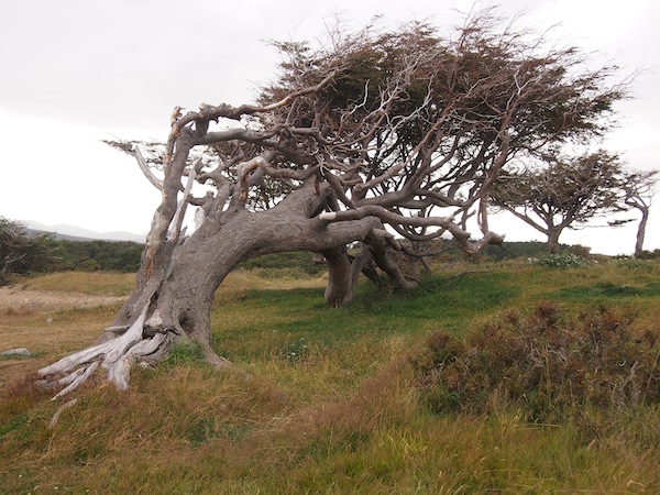 Der "Fahnenbaum" Argentiniens ist als Postkartenbild weit über die Grenzen des Landes hinaus bekannt. :)