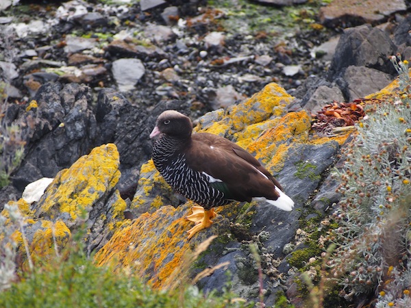 Native birds, such as this female duck, are circling or walking by really close to us, allowing a special experience of their natural habitat.