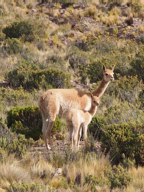 These lovely creatures, Vicunas with their young, can also be seen from the bus on this magnificent road trip crossing the Altiplano & Atacama desert!
