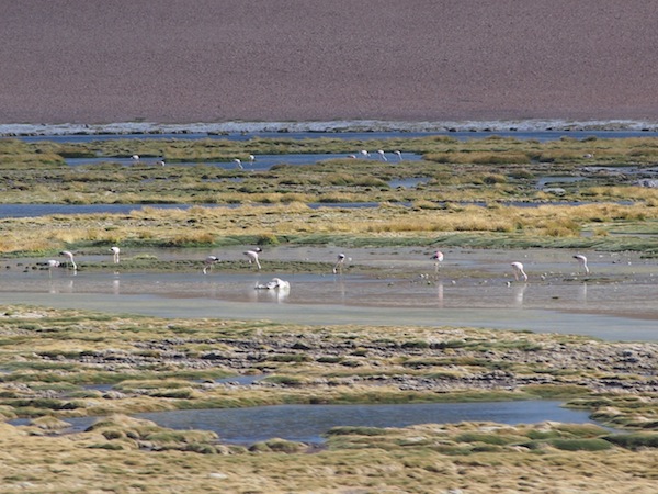 Here, we observe a colony of flamingos by a small desert lake.