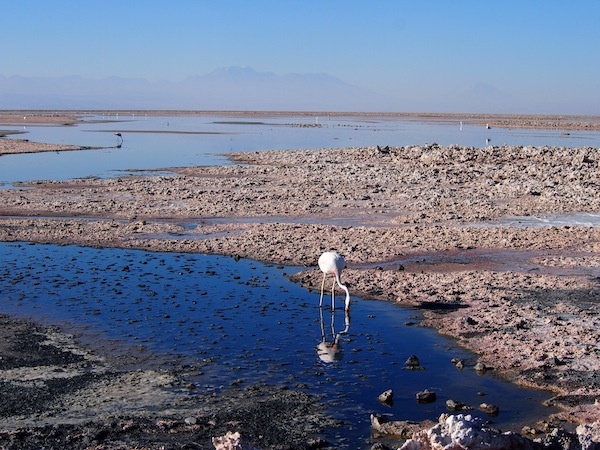 The first stop on our "Altiplano Lagoons" full day tour is the Atacama Salt Flats, where we get to watch this amazingly peaceful scenery of flamingos feasting in the shallows.
