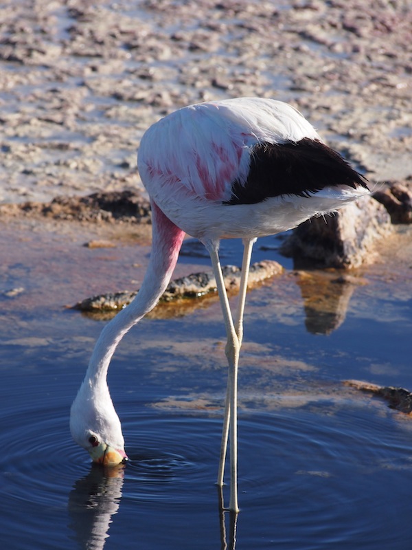 Finally, a single flamingo "decides to pose" for a close-up encounter ... beautiful.