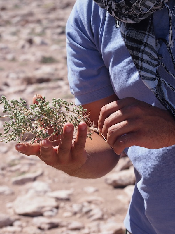 Dank kürzlicher Regenfälle in der Wüste findet unser Guide David diese "Rica-Rica"-Pflanze, die sich beispielsweise gut als Ergänzung von Yerba Mate eignet.