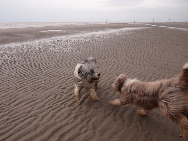Die erst ein- und zweijährigen Hundekinder spielen, balgen & toben an diesem endlos weiten Strand, dass es eine Freude ist!