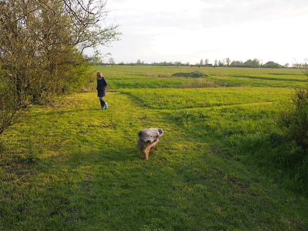 In the evening, we talk a walk across from the house: Janni & Julchen, the dogs, quite like to go mad in those pretty surroundings. Who could blame them!