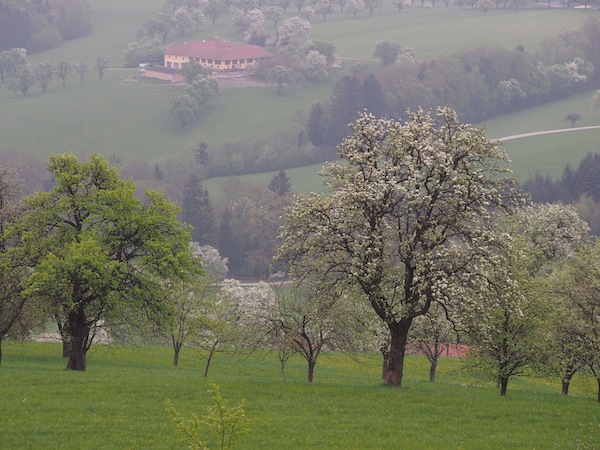 Blick ins Land: Zur Birnbaumblüte im April / Mai ist das Mostviertel in der Tat besonders schön!