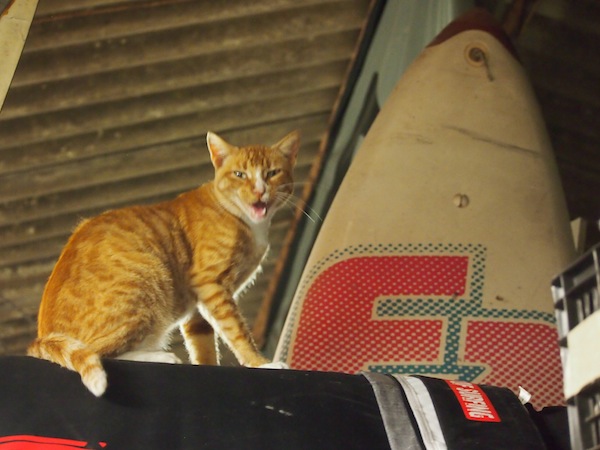Blick hinter die Kulissen: Als Teil unserer einzigartigen Reise entlang der „Costa de la Luz“ besuchen wir unter anderem einen Surfboard-Designer – und seine Katze in der Werkstatt von Tarifa.