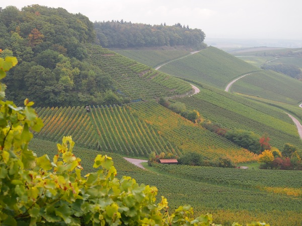 Ist sie nicht wunderschön, die Weinlandschaft hier? Die sanft abfallenden Weinberge mit ihren bewaldeten Kuppen hier im WeinSüden von Baden-Württemberg erinnern mich sowohl in Farbe als auch in Form gar ein wenig an meine Heimat, das niederösterreichische Kamptal-Weinbaugebiet.