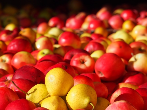 Blick in die frischen Obstkisten der Familie Hirmann: Golden glänzt, was in dem Falle Goldes wert ist - die reifen Äpfel zur Verarbeitung für Saft & Essig.