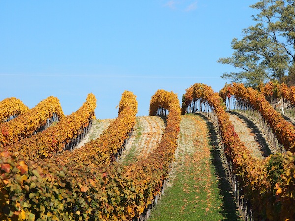 Sonnige Lagen verleiten zu ausgedehnten Spaziergängen ... hoch lebe die Wein- und Obstbauregion des nördlichen Burgenland!