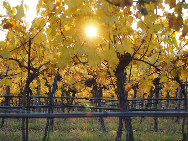 Lieblingsbild Nr. 9: Blick auf die untergehende Sonne durch den Weingarten mitsamt seinen charakteristischen Bewässerungsschläuchen.