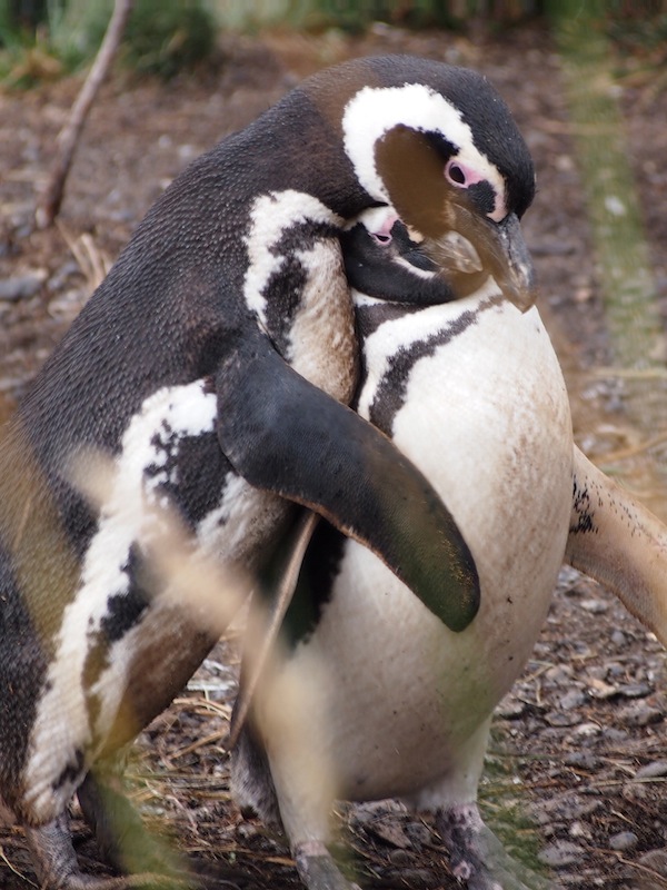 Gott waren diese Pinguine süß … Mehr davon gibt's beim Vortrag!
