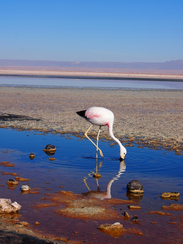 Im Salzwasser schnäbelnde Flamingos, ein Anblick völliger Ruhe und gleichzeitig lebenswichtiger Konzentration, der im Rahmen der bizarren Landschaften der nördlichen Atacama-Wüste in Chile noch heute den Atem raubt.