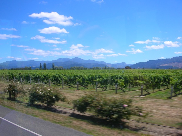 Ich setze den ersten Fuß auf Neuseelands Südinsel und sehe … Wein. Wohin das Auge reicht. Schon mal vielversprechend als alte, österreichische Weinliebhaberin ;)