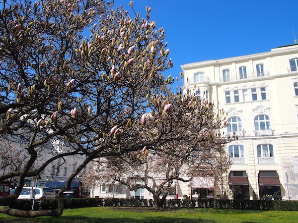 Direkt vor dem Café Classic in der Salzburger Altstadt blühen hier Mitte März schon die Magnolienbäume: Der Frühling hält heuer früh Einzug!