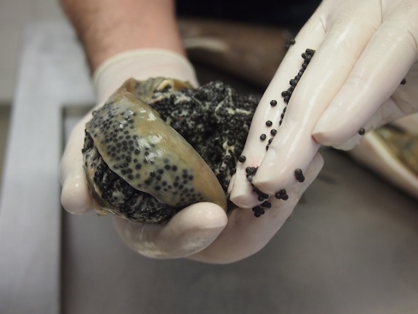 Hier in bereits entnommener Form: Kaviar in seiner wohl reinsten Form.
