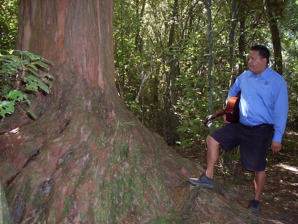 Zu Besuch im Urwald rund um Kaikoura und diesem Baumriesen hier, dem wir einen kurzen Moment der Andacht und des Respektes zollen.