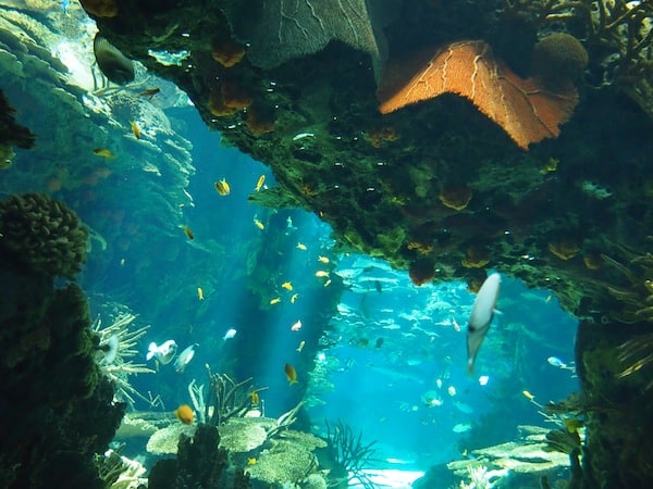 ... oder einfach diese bunte Farben- & Fischpracht hier. "Wie ein Bildschirmhintergrund", so sieht's hier im Oceanario aus, stellen wir schmunzelnd fest.