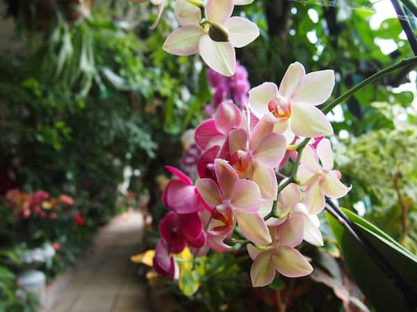 Hier finden wir gar blühende Orchideen in der historischen Orangerie des Stiftes vor!