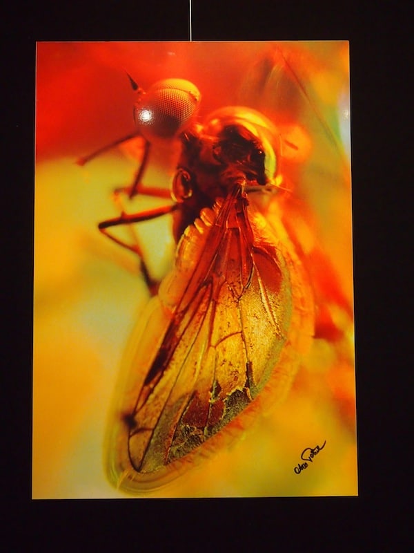 ... ebenso wie diese "Zeitgenossen" hier: Fotografien 40 Millionen Jahre alter Insekten, sogenannte "Inklusen" im Bernstein sind hier ausgestellt. WOW!