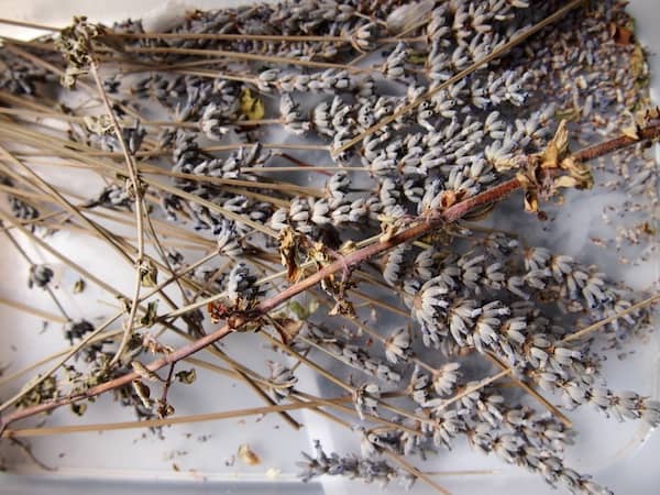 ... as well as taking a deep breath over these dried herbs from the Algarve, such as this lavender here ...