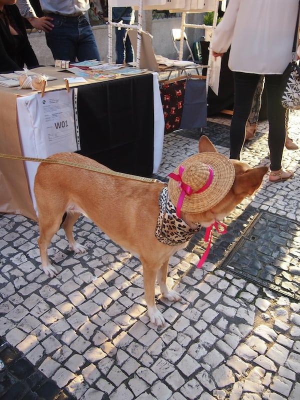 In ganz Porto ist der Hund / Hut los ...