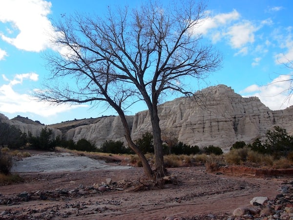 I just love Steve's great sense of humour. Here, he points out one of his favourite photo motives to me: The lonesome tree in front of "Plaza Blanca" Rock Formations, standing right in the middle of a dried up riverbed. 