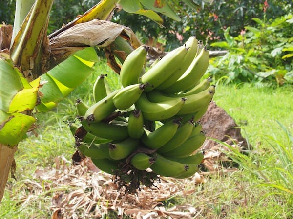 Fresh bananas grown in people’s yards …