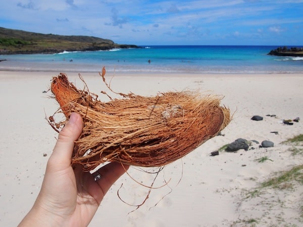 ... am Strand von Anakena Beach. Hier im Norden der Insel Rapa Nui gibt es Kokosnussschalen zuhauf ...