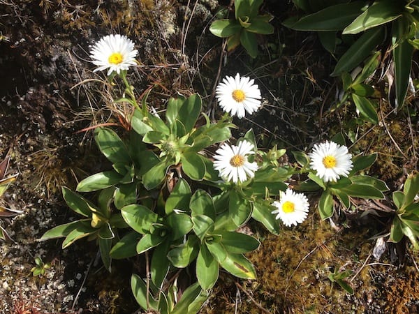 Morning delight: Mountain daisies, the "Kiwi Edelweiss", greet us on this altitude of about 1000 metres above sea level.