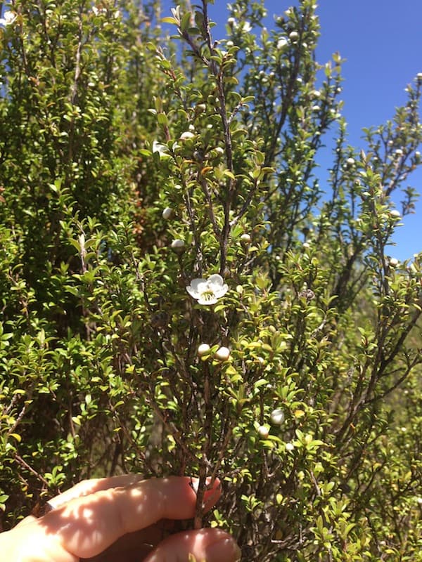 Lovely touch of the Manuka New Zealand tea tree flowers, responsible for the best honey in the world ...!