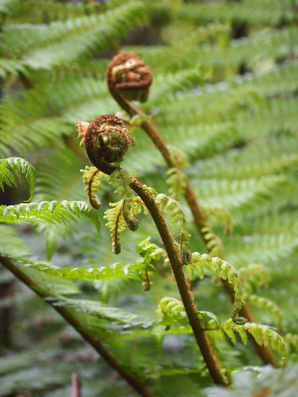 … touching base again with the living creatures of Tanemahuta’s forests at the volcanoes’ foothills of Tongariro National Park: Love watching my “koru” tree fern shoots emerging here!