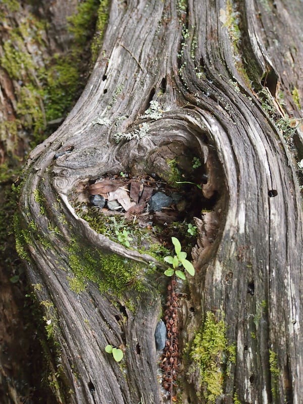 Or how about this heart-shaped tree trunk? I am an old romantic, I know …!