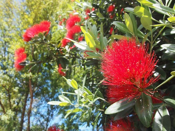 Mother Nature, who continues to enchant us offering us the large Pohutukawa flowers on this tree for instance ...