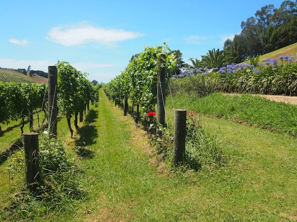 … before visiting the neighbouring wine estate by the name of Te Motu, set on the gently rolling hills of Waiheke Island.