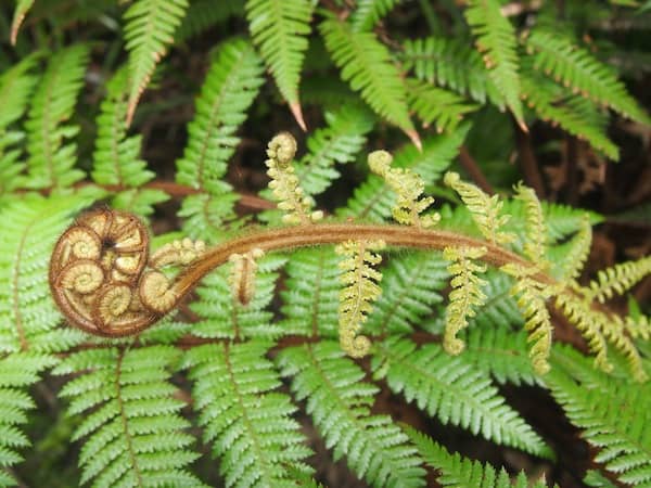 I love finding the "Koru", or unfolding fern shoots, along the way ...