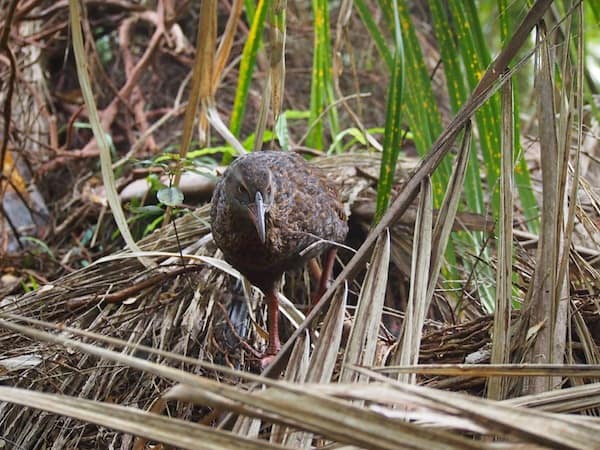 ... as well as wildlife close-up: This weka bush hen comes to check me out, rather than the other way round!