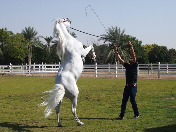 Next, we are introduced to the nimble grace of the Arabic horse in this dressage ...
