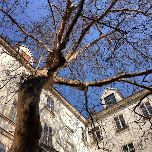Und diese wunderschöne "Dame": Im Schutz der Bäume inmitten von Wien, steht diese Platane unter echtem Denkmalschutz!