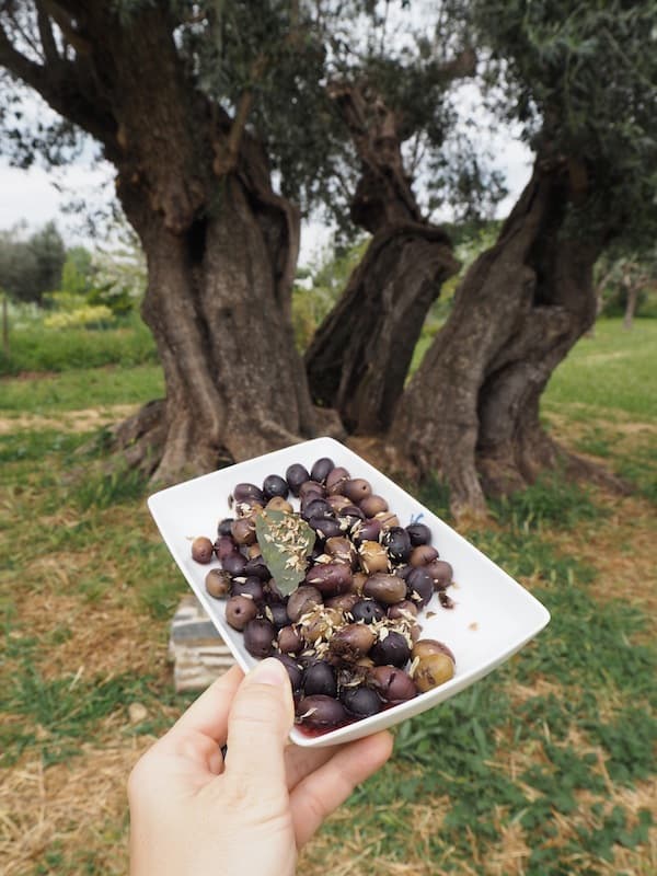 ... and unique "pieces of storytelling": Those olives were harvested from this almost 3.000 years-old (!) olive tree in front of me. WOW. :D