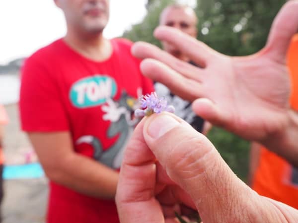 Tiny little flowers, he explains, are used in top cuisine, such as Celler de Can Roca, not only for their aesthetic but also for their nutritional and health values …