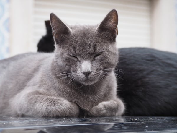And so are (perhaps) the cats, waiting for some love as you pass them by in the city of Tavira.