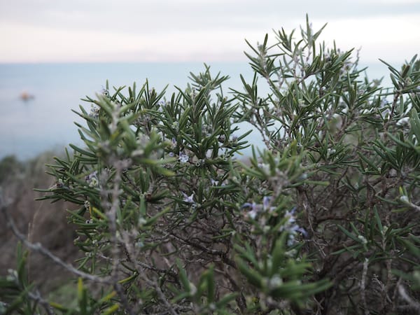 And did you know that rosemary is flowering at this stage here in Catalonia?!