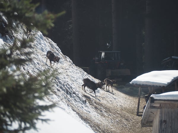 Beim Abenteuer Wildtierfütterung ...