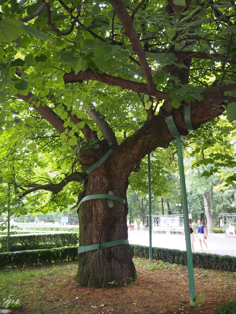 ... und hier heißt es bei einem Eis in der Mittagssonne Rast machen: Unter diesem Baum hat sich der berühmte rumänische Dichter Georg Eminescu zu seinen romantischen Versen hinreißen lassen.