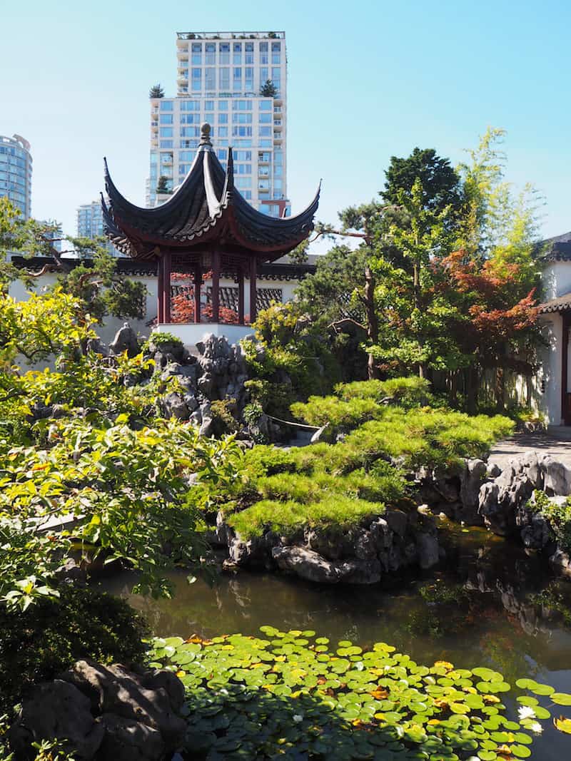 ... ist in den Chinesischen Gärten von Vancouver bestens aufgehoben ...