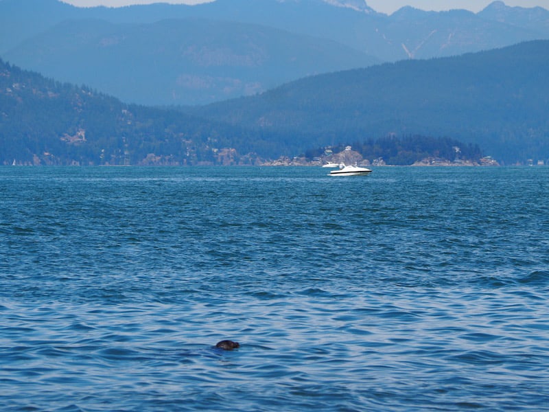 Mittagspause in Vancouver: Baden mit dem Seehund mit Blick auf die Hafenbucht der Stadt ...