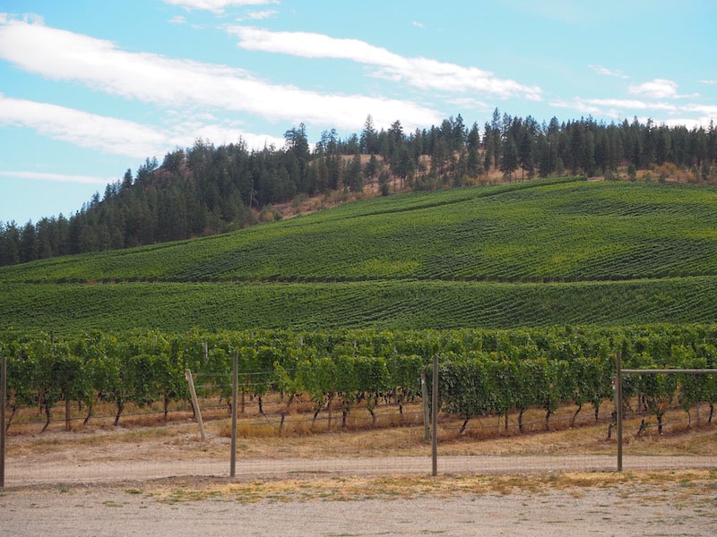 Speaking of Gewürztraminer: This is the largest single varietal plantation of Gewürztraminer in the entire area, the wine doing really well in this higher elevation, cooler micro climate …